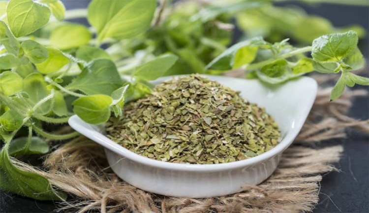 Manfaat Daun Oregano untuk Tubuh